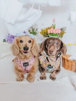 Dog Adjustable Harness - Good Duck, Babe! -Furfinity Cheap Shop SpringCollection SizeXsmall mayathedox winstonthedox 11