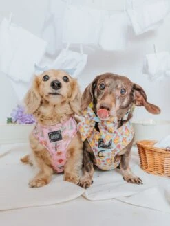 Dog Sailor Bow - Good Duck, Babe! -Furfinity Cheap Shop SpringCollection SizeXsmall mayathedox winstonthedox 7