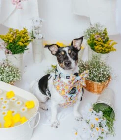 Dog Adjustable Harness - Good Duck, Babe! -Furfinity Cheap Shop SpringCollection SizedXSmall 10