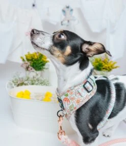 Dog Two Piece Bundle - Shrooms & Blooms 32 Dog Two Piece Bundle - Shrooms & Blooms -Furfinity Cheap Shop SpringCollection SizedXSmall 12