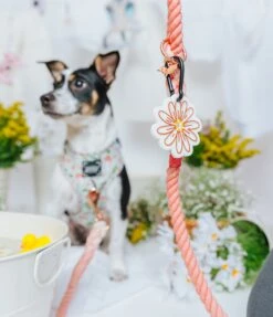 Dog Adjustable Harness - Shrooms & Blooms -Furfinity Cheap Shop SpringCollection SizedXSmall 13 d59b4f2f c500 4093 aad7 2e467425be82