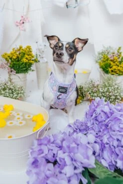 Dog Adjustable Harness - Fleur De Sass -Furfinity Cheap Shop SpringCollection SizedXSmall 17 258cb1fc 9251 44cf 803f 5b29e1a14270