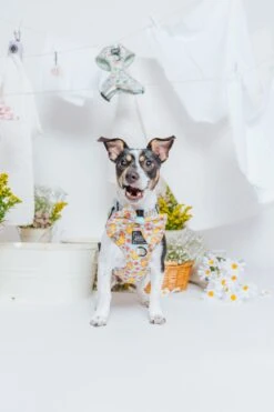 Dog Sailor Bow - Good Duck, Babe! -Furfinity Cheap Shop SpringCollection SizedXSmall