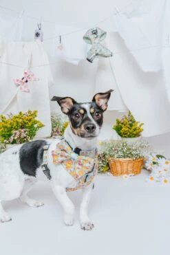 Dog Two Piece Bundle - Good Duck, Babe! -Furfinity Cheap Shop SpringCollection SizedXSmall 6