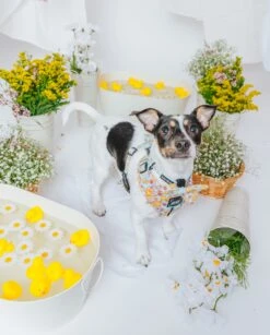 Dog Collar - Good Duck, Babe! -Furfinity Cheap Shop SpringCollection SizedXSmall 9