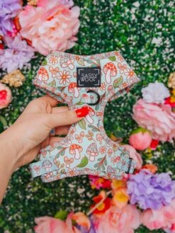 Dog Two Piece Bundle - Shrooms & Blooms 29 Dog Two Piece Bundle - Shrooms & Blooms -Furfinity Cheap Shop SpringIndividuals