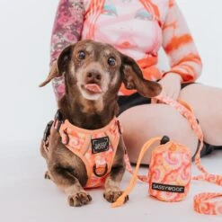 Dog Treat Pouch - Summer Sorbet -Furfinity Cheap Shop SummerSorbet TreatPouch ModelImages