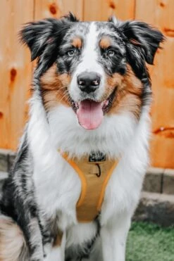 Dog Adjustable Harness - Sunflower Fields -Furfinity Cheap Shop Sunflower