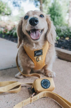 Dog Four Piece Bundle - Sunflower Fields 36 Dog Four Piece Bundle - Sunflower Fields -Furfinity Cheap Shop Sunflower Fields Dog Harness Leash 0ef01ae3 9d7c 42ff a069 1042f5f2d916