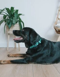 Dog Collar - Verano -Furfinity Cheap Shop SunnyVerano