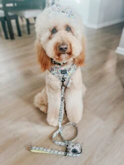 Dog Waste Bag Holder - Raise The Woof -Furfinity Cheap Shop TALESOFGINGERMAE 1 19a5a620 e9bd 4cc7 8d7f 423ae9251da4