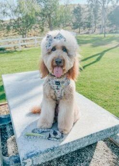 Dog Waste Bag Holder - Raise The Woof -Furfinity Cheap Shop TALESOFGINGERMAE cf0c3e11 9249 4c59 9470 3d6aab9bb20d