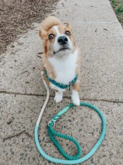 Dog Rope Leash - Dandy -Furfinity Cheap Shop TATERTHECORGI23 1 b8192075 1237 46df 9fb4 1e8a17315ec6