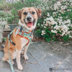 Dog Four Piece Bundle - Scooby-Doo™ -Furfinity Cheap Shop TED MUTT 1824be34 3cc3 401d 8e1c 05694d45318a