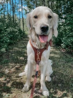 Dog Adjustable Harness - Teddy -Furfinity Cheap Shop THE.GOLDEN.GIRL .ELLIE 3