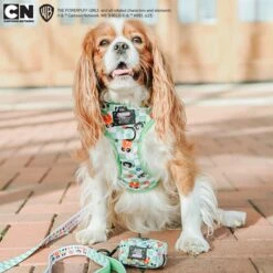 Dog Two Piece Bundle -The Powerpuff Girls™ (Green) 23 Dog Two Piece Bundle -The Powerpuff Girls™ (Green) -Furfinity Cheap Shop THE.THREECAVALIERS PPG 13