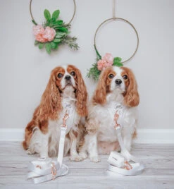 Dog Leash - Pup Of Honor -Furfinity Cheap Shop THE.THREECAVALIERS c944538e 4a03 4e72 b6b3 4111978f390f