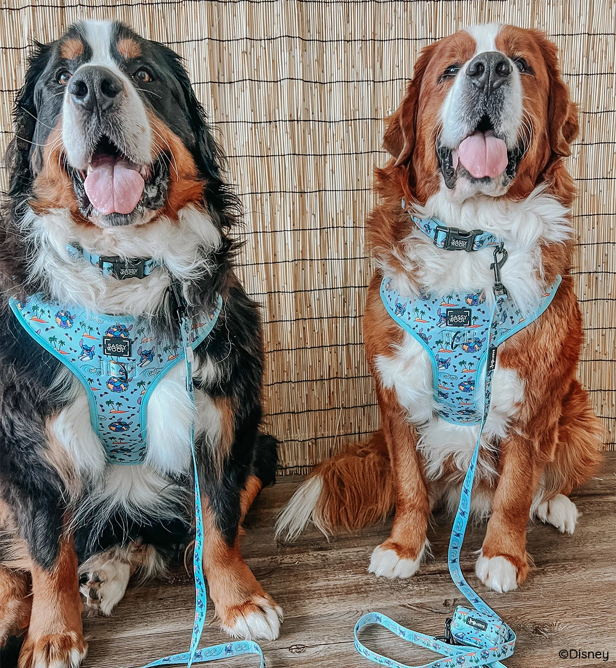 Dog Four Piece Bundle - Disney's Stitch 19 Dog Four Piece Bundle - Disney's Stitch - Image 17