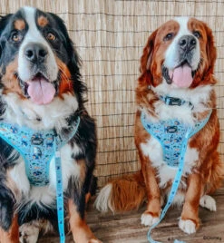 Dog Two Piece Bundle -Disney's Stitch -Furfinity Cheap Shop THEBERNERBOYSOFSC 4