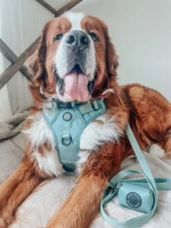 Dog Leash - Sage -Furfinity Cheap Shop THEBERNERBOYSOFSC 1 ef4ccb7a 91ed 4c47 9beb f582942f53d5