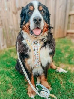 Dog Two Piece Bundle - Sunflower Dreams -Furfinity Cheap Shop THEBERNERBOYSOFSC 2 bd37accc 2c2d 4baf 8ef5 303f360a81aa