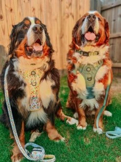 Dog Four Piece Bundle - Sage -Furfinity Cheap Shop THEBERNERBOYSOFSC 3