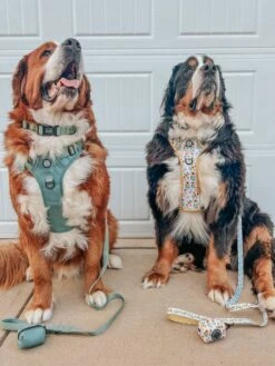 Dog Collar - Sage -Furfinity Cheap Shop THEBERNERBOYSOFSC 4 5c7b1bed c754 4519 8de4 3cc86caaa36b