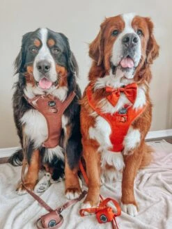 Dog Adjustable Harness - Foxy -Furfinity Cheap Shop THEBERNERBOYSOFSC 4c9cb952 22f2 4814 9929 a36b66e76dc9