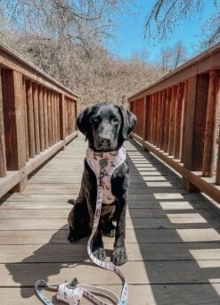 Dog Leash - Loyal Labradors -Furfinity Cheap Shop THECALIFORNIANPUP 1 1c2f0db6 bf8e 487f 9fc0 ec186872ea28