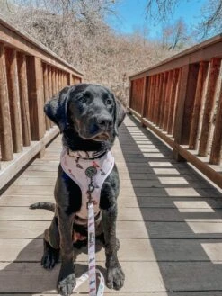 Dog Collar - Loyal Labradors -Furfinity Cheap Shop THECALIFORNIANPUP 3