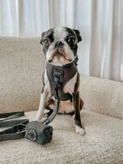 Dog Three Piece Bundle - Reflection -Furfinity Cheap Shop THECHUNKY AND THEMONKEY 1 5560458e 0c72 47b0 81b9 f2bcb50e47d0