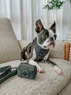 Dog Waste Bag Holder - Reflection -Furfinity Cheap Shop THECHUNKY AND THEMONKEY 2