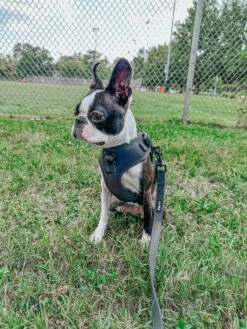 Dog Two Piece Bundle - Reflection -Furfinity Cheap Shop THECHUNKY AND THEMONKEY 4