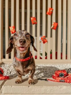 Dog Waste Bag Holder - Lucky Dragon 19 Dog Waste Bag Holder - Lucky Dragon -Furfinity Cheap Shop THECHURROGRAM 1 17c29b04 eb06 4aa3 81e2 0573998e1e1b