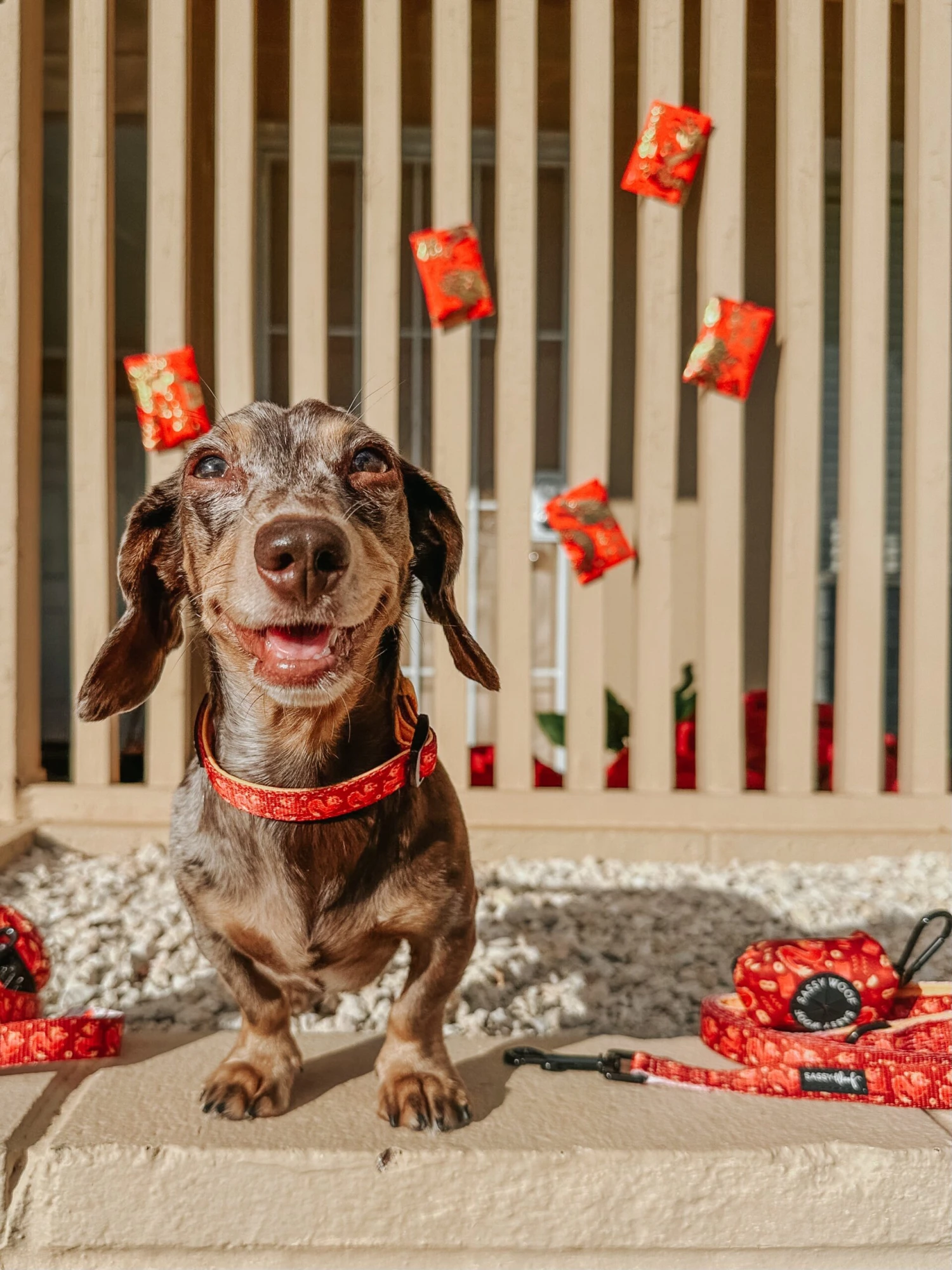 Dog Waste Bag Holder - Lucky Dragon 11 Dog Waste Bag Holder - Lucky Dragon - Image 9