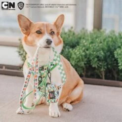 Dog Two Piece Bundle -The Powerpuff Girls™ (Green) 20 Dog Two Piece Bundle -The Powerpuff Girls™ (Green) -Furfinity Cheap Shop THECORGITATO PPG 8 a075b6e1 8503 44ca 9830 99ef2bf0da8e