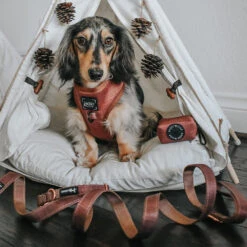 Dog Four Piece Bundle - Teddy -Furfinity Cheap Shop THEMINITATERTOT