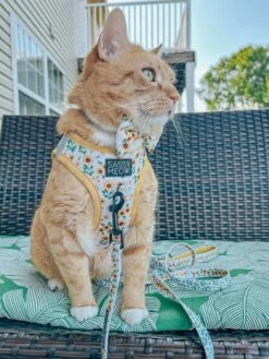 Cat Leash - Sunflower Dreams -Furfinity Cheap Shop THEOFFICIALTACOSQUAD 1 947d3d7b 9bda 421c a9a6 06c660e7dfd2