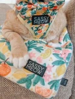 Cat Bowtie - Zest Friends 15 Cat Bowtie - Zest Friends -Furfinity Cheap Shop THEOFFICIALTACOSQUAD 1 adae5d17 18ba 495b 824b a1fcf6f740d4