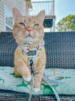 Cat Bundle - Sunflower Dreams -Furfinity Cheap Shop THEOFFICIALTACOSQUAD 2 1451a59f 9af9 446a acaa 682e24c4e6f6