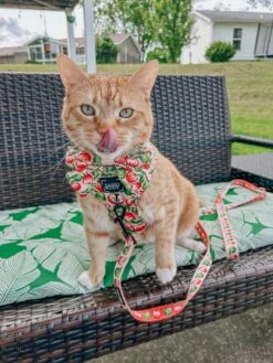 Dog Sailor Bow - Apple Of My Eye -Furfinity Cheap Shop THEOFFICIALTACOSQUAD 2 9b35bc68 df19 4eb1 bd4a 41da90b2d5a3