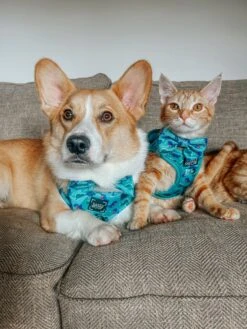 Dog Sailor Bow - Dino Darling -Furfinity Cheap Shop THEOFFICIALTACOSQUAD 2 cce017f0 960f 43a4 9503 6a273ac8b64b