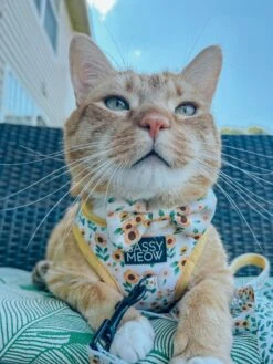 Cat Bowtie - Sunflower Dreams 12 Cat Bowtie - Sunflower Dreams -Furfinity Cheap Shop THEOFFICIALTACOSQUAD 3