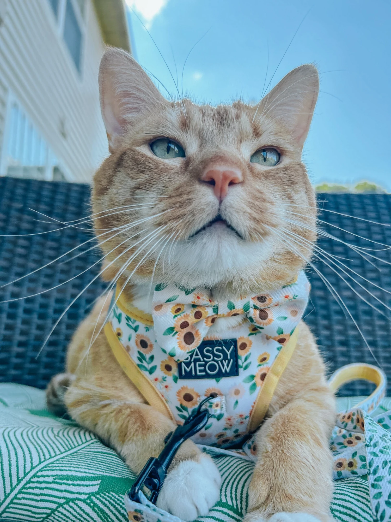 Cat Bowtie - Sunflower Dreams 7 Cat Bowtie - Sunflower Dreams - Image 5
