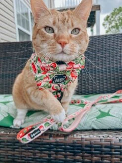 Dog Leash- Apple Of My Eye 20 Dog Leash- Apple Of My Eye -Furfinity Cheap Shop THEOFFICIALTACOSQUAD 4 54f14eb9 a059 4fa9 bd29 e4461e7b4611