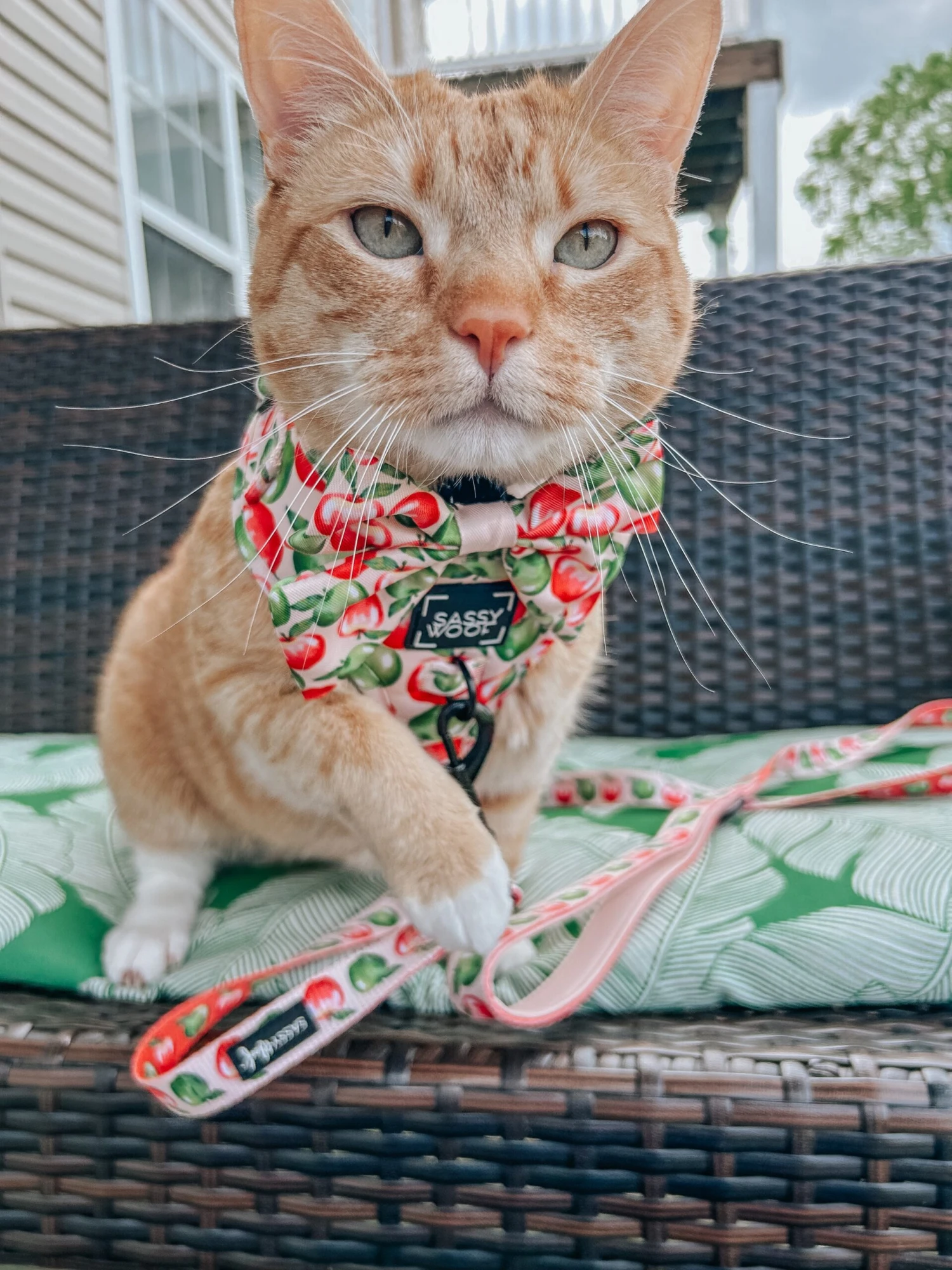 Dog Leash- Apple Of My Eye 10 Dog Leash- Apple Of My Eye - Image 8