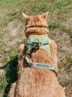 Cat Collar - Zest Friends -Furfinity Cheap Shop THEOFFICIALTACOSQUAD 5 37ea6d72 22a1 4143 8ad8 24219c07f0a0