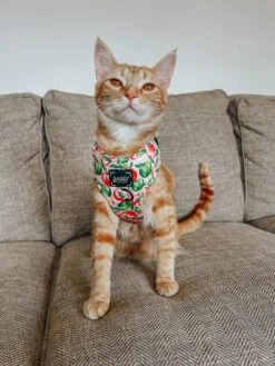 Dog Adjustable Harness - Apple Of My Eye -Furfinity Cheap Shop THEOFFICIALTACOSQUAD 5 a6dc5f84 9312 4760 b5db c96626bf81ee