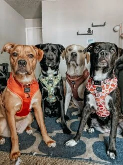 Dog Four Piece Bundle - Teddy -Furfinity Cheap Shop THEOGPUPPERS 1281c29f f708 486f b213 3111a1a15ddf