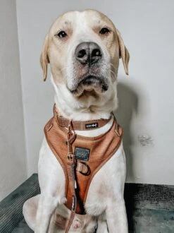 Dog Collar - Teddy -Furfinity Cheap Shop THEOGPUPPERS 39a1fabd cf74 4cf3 85df c7b485daa534